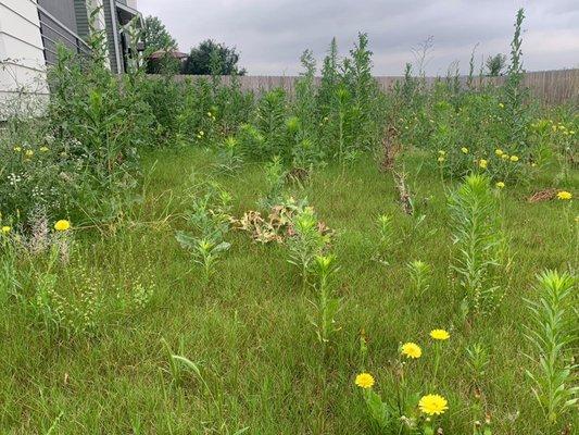 Weeds in backyard before service