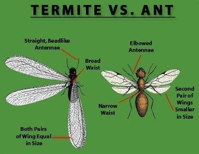 Differences between ant & termite swarmers.