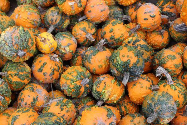 Box of mini warted pumpkins