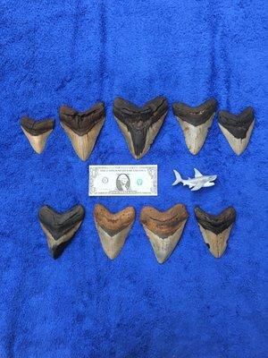 Megalodon Shark Teeth