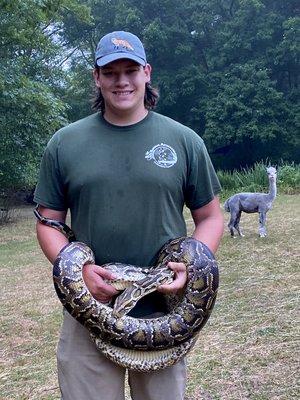 Burmese python, Honey