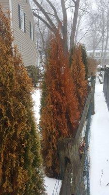 More photos of the dead trees - So much for the landscaping work in our backyard - it looks horrible.