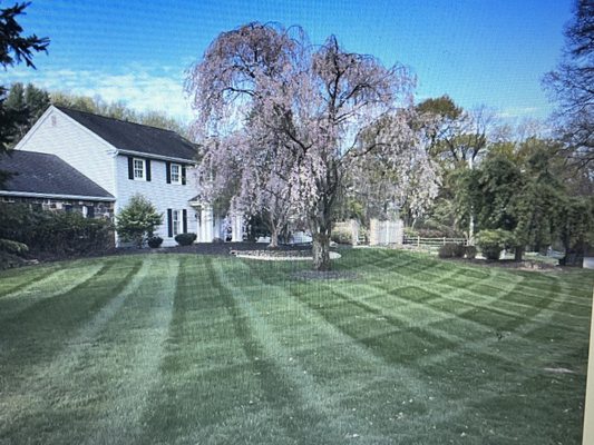 Nicest Stripes in the Parkway. #1 Preferred: Shade Tree Lawn and Landscaping 20+ years