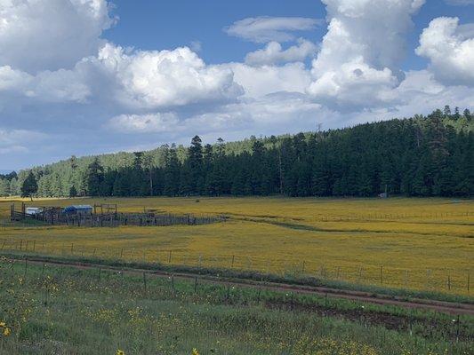 Hart Prairie, high above Flagstaff, on the Peaks.