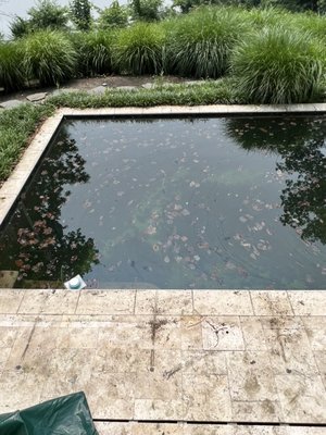 My pool after Chas Pools "opened it."