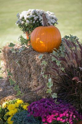 Fall Pumpkins