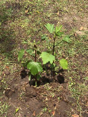 The Roselle is in the ground.