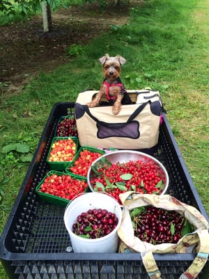 Coco Cherry Picking