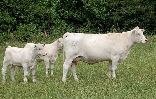 Rogers Bar HR Charolais Cow