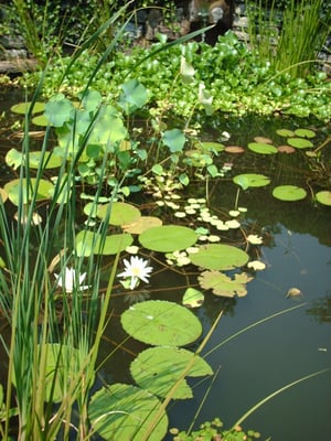 Lily Pond