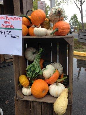 Mini Pumpkins and Gourds!