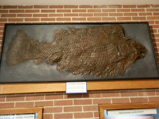 Lepidotes Maximus (bony fish) from 140 million years ago