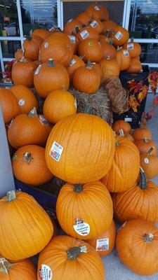 Pumpkins!!