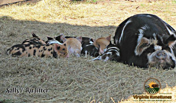 Usual litter is 5-7 piglets.