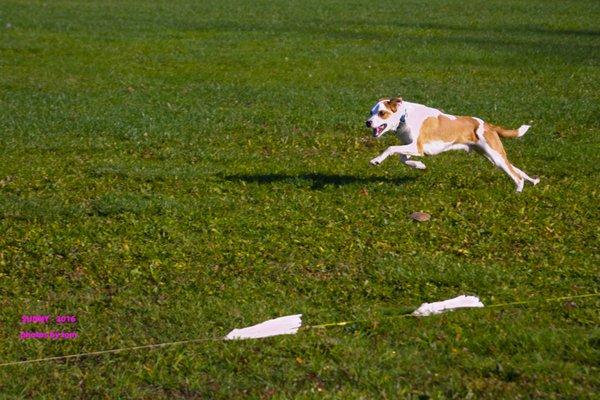 sunny at lure coursing