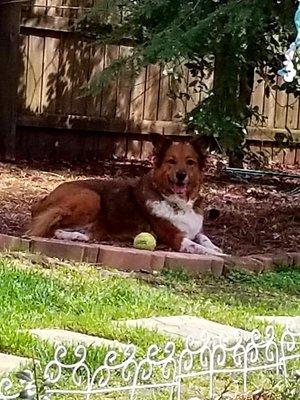 CHEWY, our 12yr old Aussie