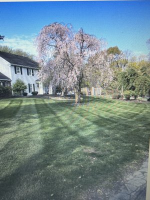 Customer for 20+ years they are the best out there #1 Preferred :Shade Tree Lawn and Landscaping, American parkway #1by far