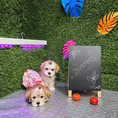 Paradise Pet Boarding & Grooming