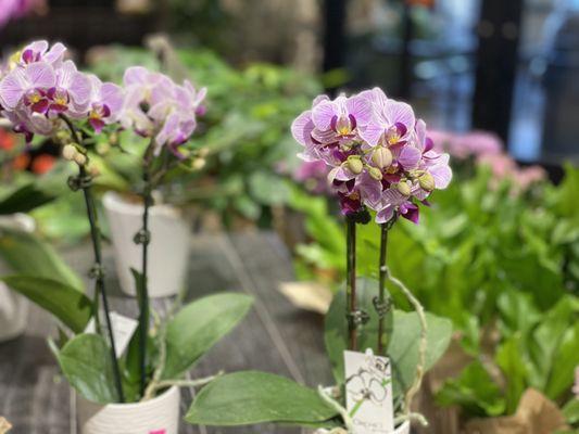 Orchids in the gift/garden area at the entrance