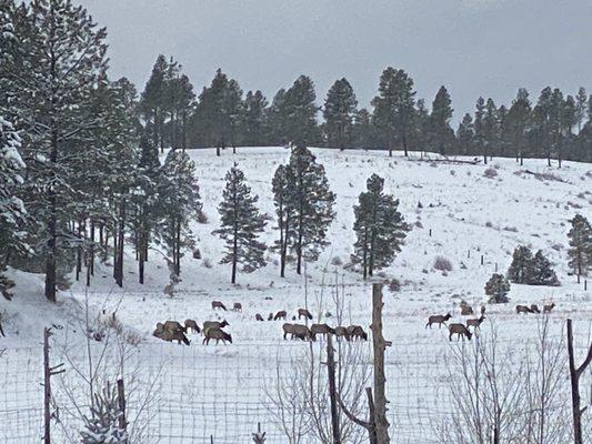 Elk grazing, view from living room