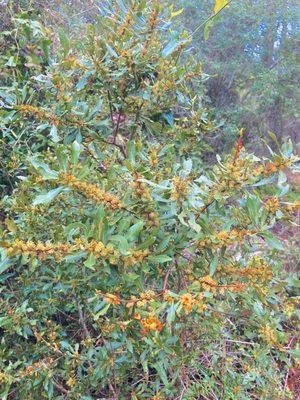 Jekyll Island Authority -- ranger walk, Wax Myrtle