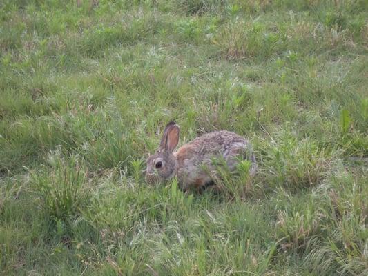 Berry's Animal & Pest Control