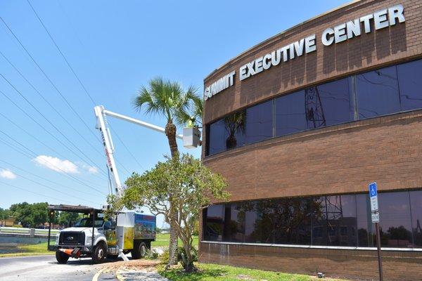 50 palm trimming, 2 palm removals & 2 oak trimming done for our client today.