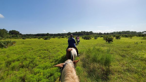 Horsey in a beautiful pasture