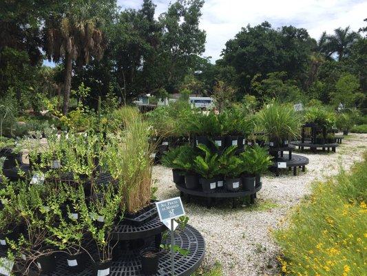 Lots of plants for sale... all native.