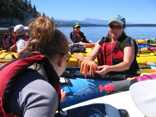 Sea Kayaking