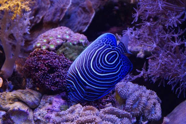 Reef Charities - coral, fish, and aquarium supplies (501c-3 nonprofit charity dedicated to reef preservation)