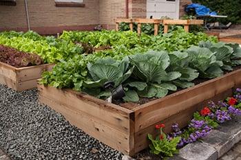 One of our raised bed growing beds.