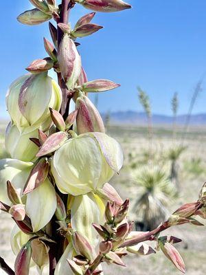 Yucca's bloom next to art installation