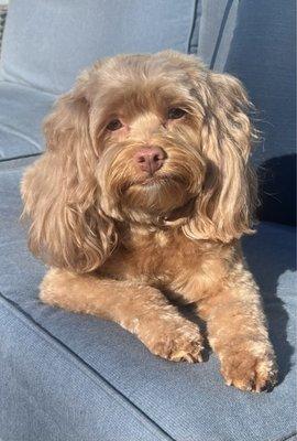 My dog Brooklyn after her gorgeous haircut!!