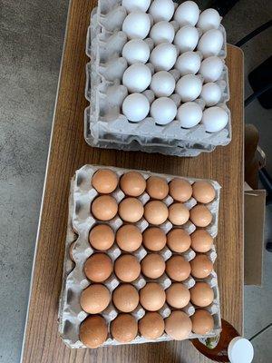 Fresh farm eggs available at Halal Regional fresh chicken. syracuse Ny .