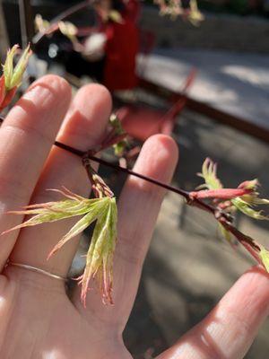 Ukigumo Japanese Maple