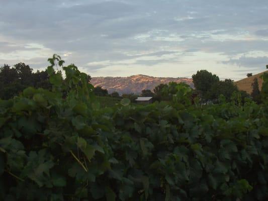 King Andrews Zinfandel block with Mt Vaca in distance