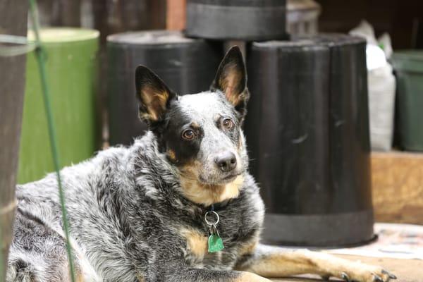 Our shop mascot...Joey!