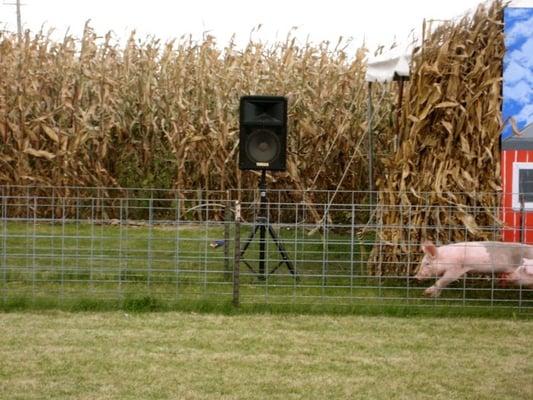 Pig races