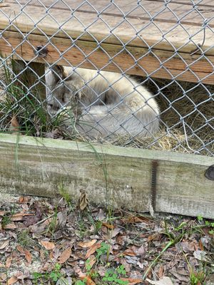 Bozo, the sleeping fox