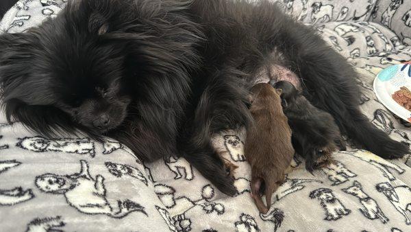 My dog and her pups