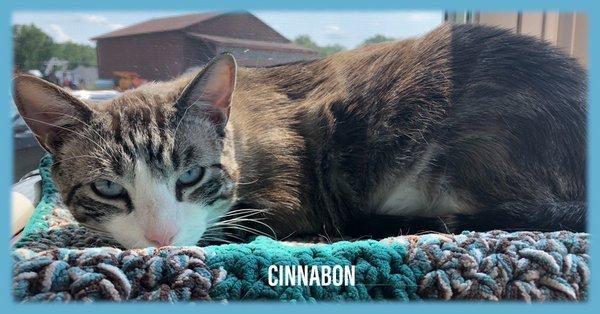 Cinnabon has come full circle, but still likes to call the shots.