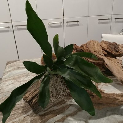 Beautiful Staghorn fern from SSG I mounted on driftwood. SSG is reasonably priced.