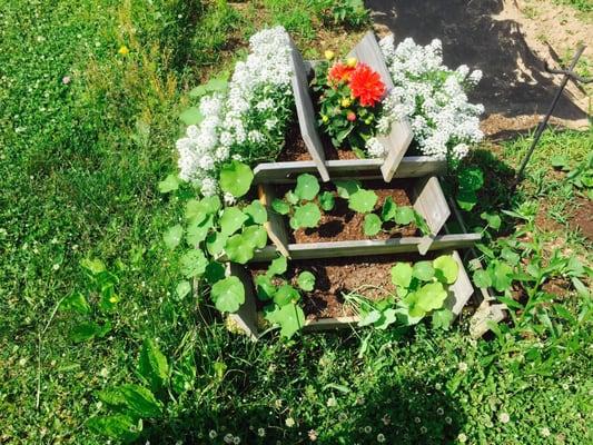 Flowers in the community garden