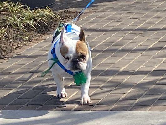 Pre parade dog show