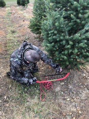 Cut your own - a nice 7' Douglas Fir.