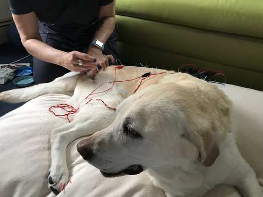 Dr. Walling treating Bella with electroacupuncture.