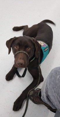 New England Lifeline Paws Service Dogs