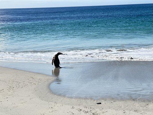 Falkland Islands