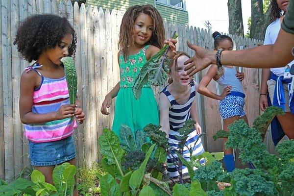 Kids harvesting kale in GCG's youth program at the East Boston YMCA